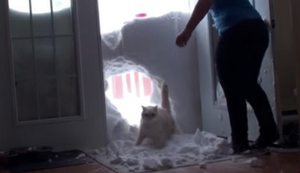 Katze durchbricht Schneewand