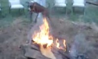 Ein Hund spielt mit dem Feuer