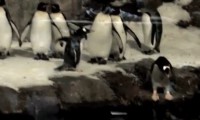 Der schnellste Pinguin der Welt