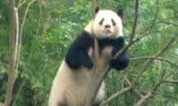 Sehr aktiver Panda