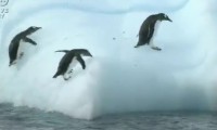 Die Pinguine und der Eisberg
