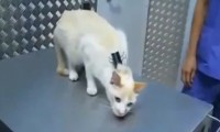 Mal die Katze deaktivieren