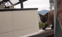 FAIL Katzensprung