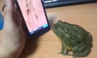 Frosch spielt mit dem Smartphone