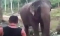 Mit einem Elefant anlegen