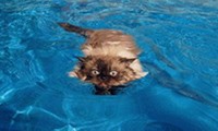 Schwimmende Katzen