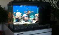 Geek Aquarium