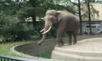 Elefant wirft mit Kot umsich