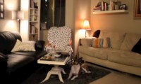 Hund allein zu Haus