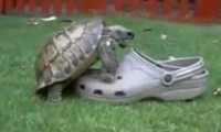 Schildkröte liebt Schuh