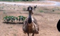 Hungriger Emu
