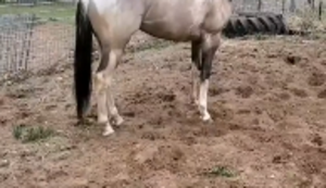 Pferd mit Helm
