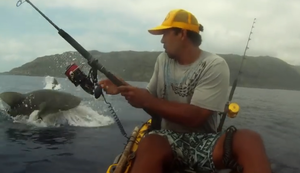 Begegnung mit einem Hai Begegnung mit einem Hai