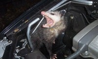 Süsse Tierchen im Auto
