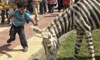 Falsche Zebras im Zoo