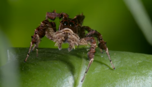 Eine Spinne mit Superkräften