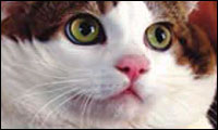 fette katze fette katze