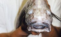 Die hässlichsten Fische der Welt