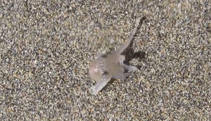 Baby-Oktopus macht einen Strandspaziergang