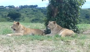 Schockmoment bei der Safari