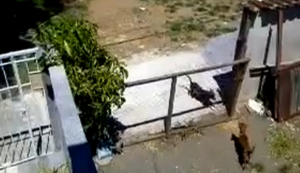 Mal kurz die Nachbarin besuchen Mal kurz die Nachbarin besuchen