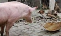 Schwein macht Handstand