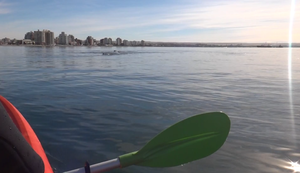 Tierische Begegnung Tierische Begegnung