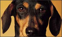 i look like my dog i look like my dog