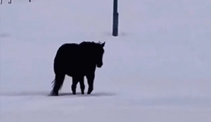 Pferd im Schnee