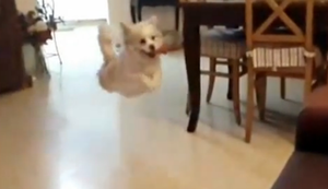 Eleganter Sprung auf die Couch