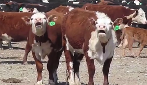 Autotuned Cows