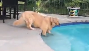 Tollpatschiger Hund am Pool