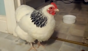 Huhn mit Schnupfen