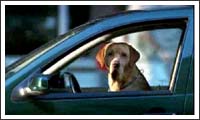 hund am steuer hund am steuer