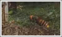hornissen vs bienen hornissen vs bienen