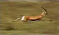 Dumme Antilope Dumme Antilope