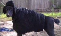 pimp my dog pimp my dog