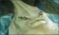 alien fish!? alien fish!?