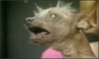 ugly dog - video ugly dog - video