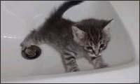 cats in sinks