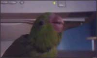 metal bird metal bird