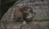 tiger vs alligator tiger vs alligator
