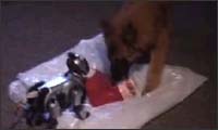 hund gegen roboter hund gegen roboter