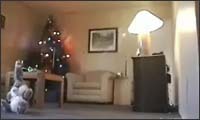 advent advent, ein lichtlein brennt advent advent, ein lichtlein brennt