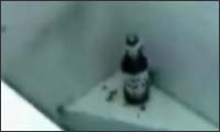 das bier in der mikrowelle das bier in der mikrowelle