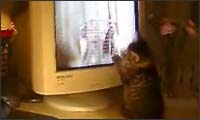 funnycats funnycats