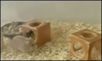 hamster auf dope!? hamster auf dope!?