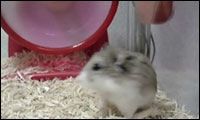 hamsterschleuder hamsterschleuder