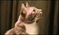 talking cats talking cats