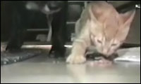 starke katze starke katze